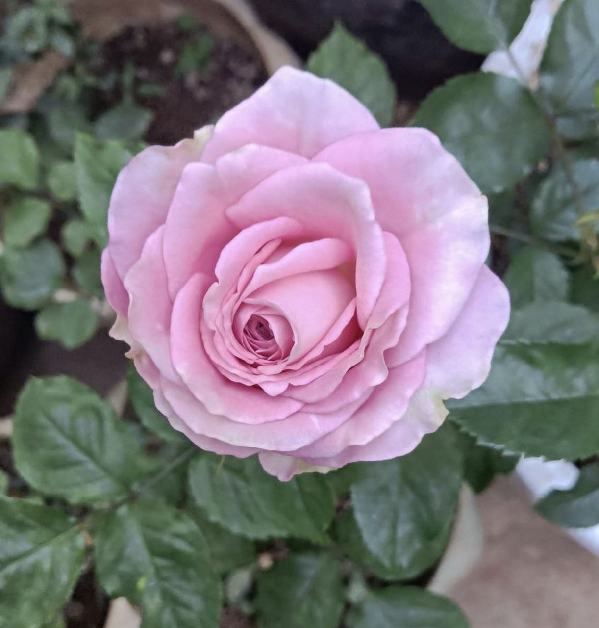 花红不为争春春自艳,花开不为引蝶蝶自来.