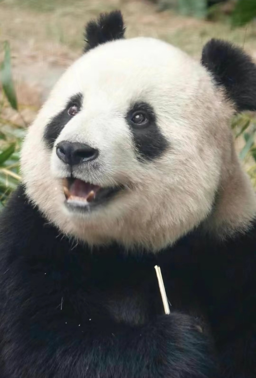 飞云拥有肥美的体型,萌妹的脸蛋,女王的战斗力,是一只治愈的大熊猫