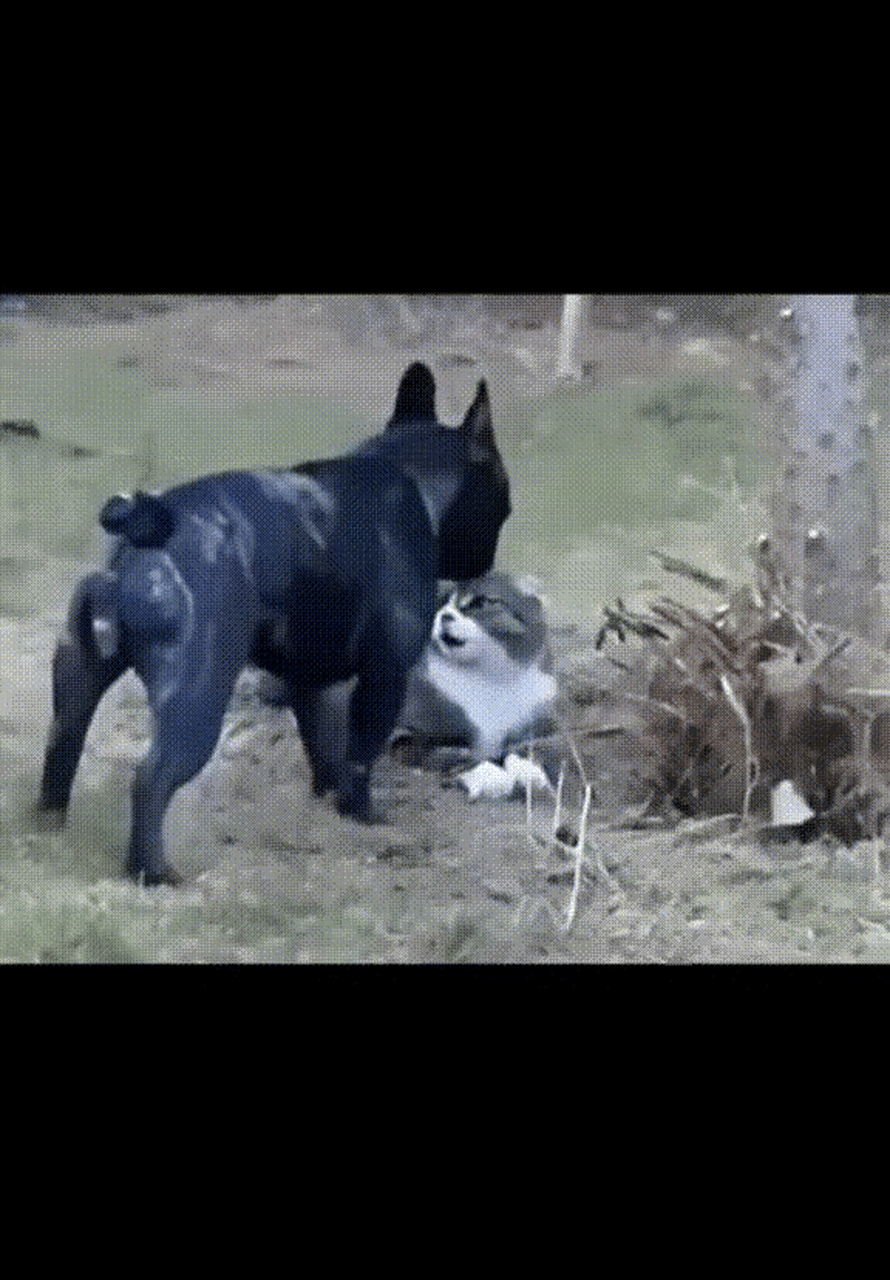 这只猫也太厉害了吧,直接给斗牛犬一个过肩摔