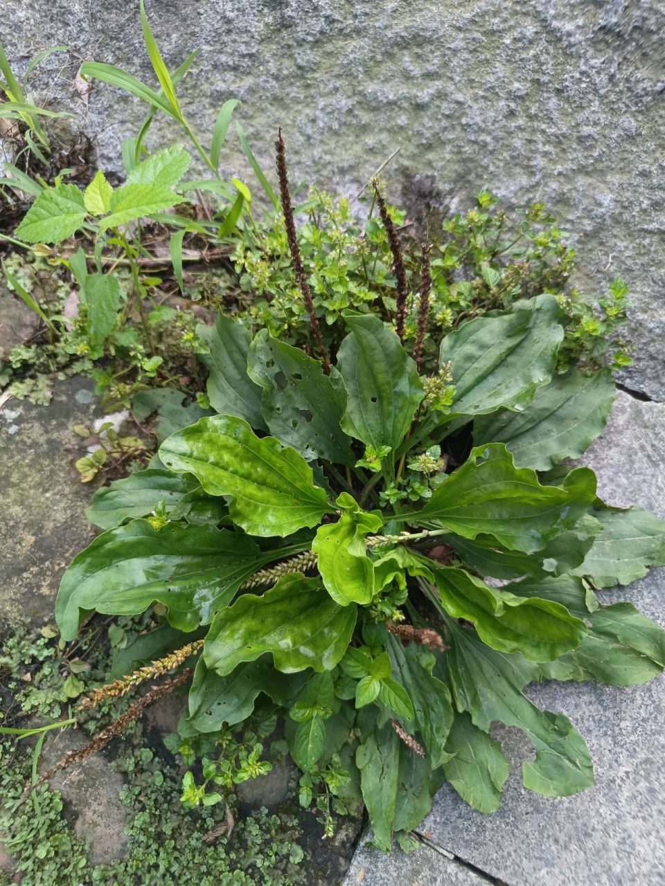 植物小科普～車前草 科 :車前科 特 徵:一年生或多年生草本 習 性