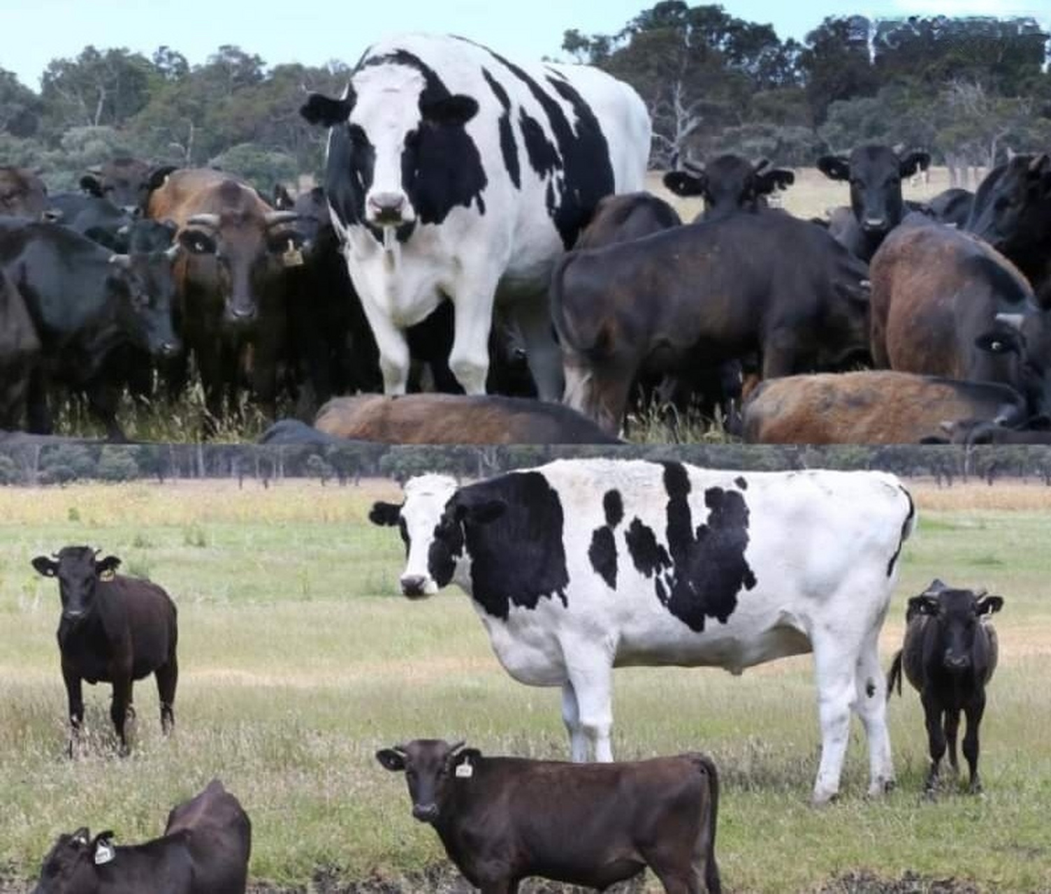 "巨人症"牛牛,其他牛牛和它在一起会感觉到很安全吧