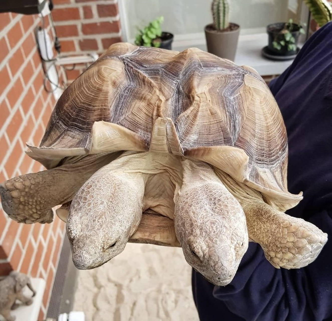 这只双头乌龟来自南美洲,它的身体和普通乌龟没什么区别,但头部却有两