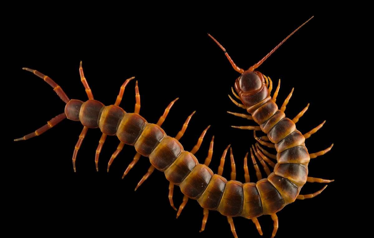 长度超成人半臂"巨人蜈蚣",30秒可毒死老鼠,一口致人败血症!