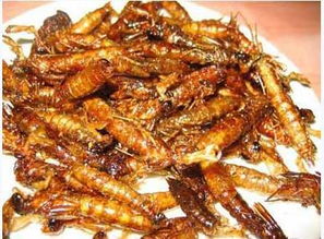 "水中老虎"蜻蜓幼虫