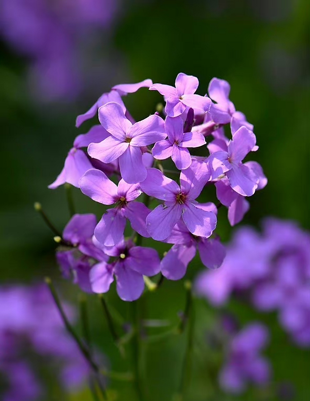 欧亚香花芥(hesperis matronalis),十字花科香花芥属.摄于山东东营.