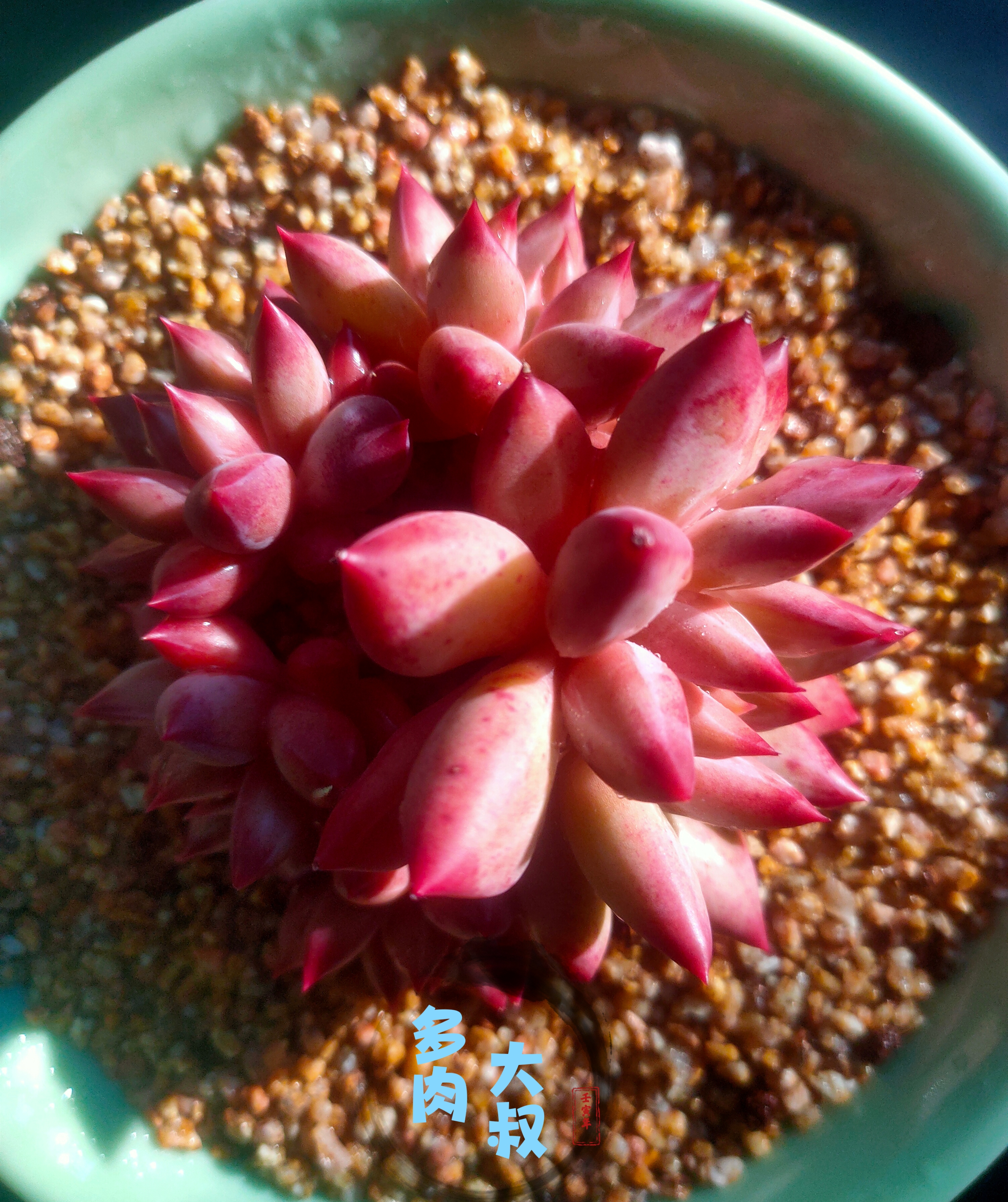 多肉植物四大美人之虞美人