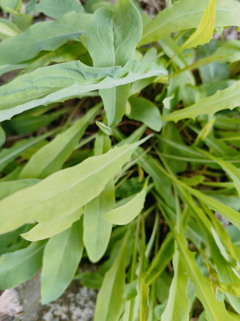 我们农村都叫它苦麻子.可作为野菜食用.可清热解毒.但只能偶尔使用.