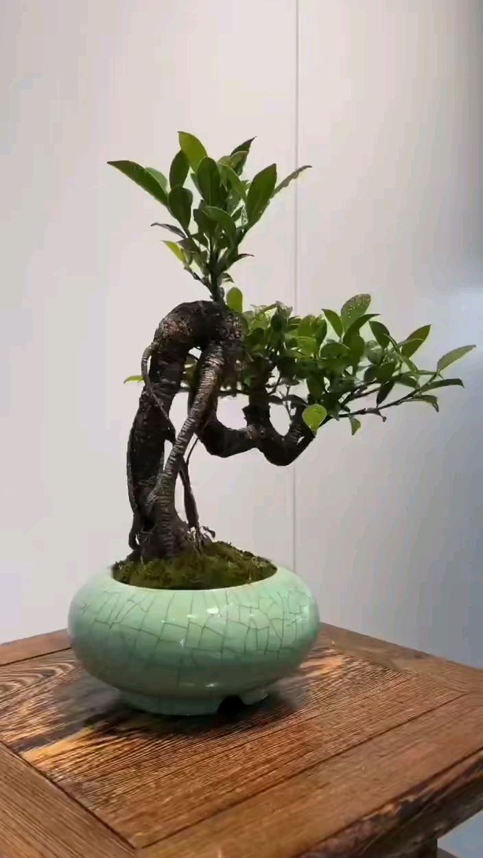 台湾虎皮榕树斑驳虎皮转弯过渡自然桌面盆景