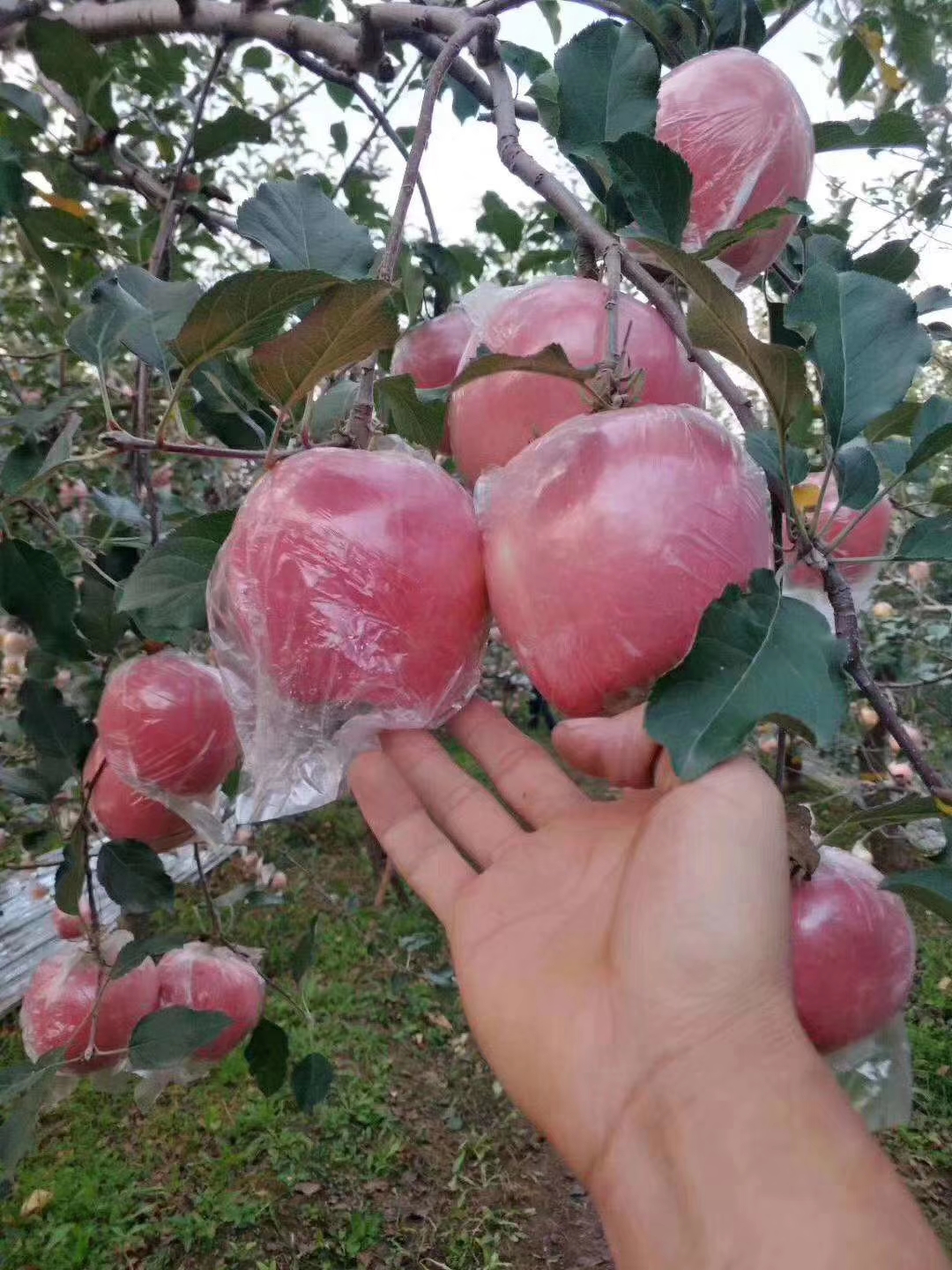 山西运城万荣苹果