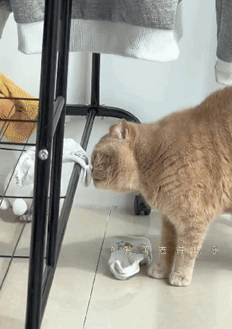 当猫咪闻了主人的袜子后,那酸爽的表情