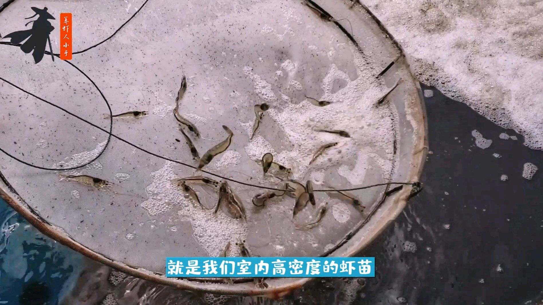 南美白对虾高密度养殖,虾苗转肝期后的生长状态