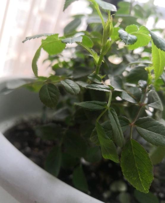 阳台只有几小时散射光照能养月季吗?