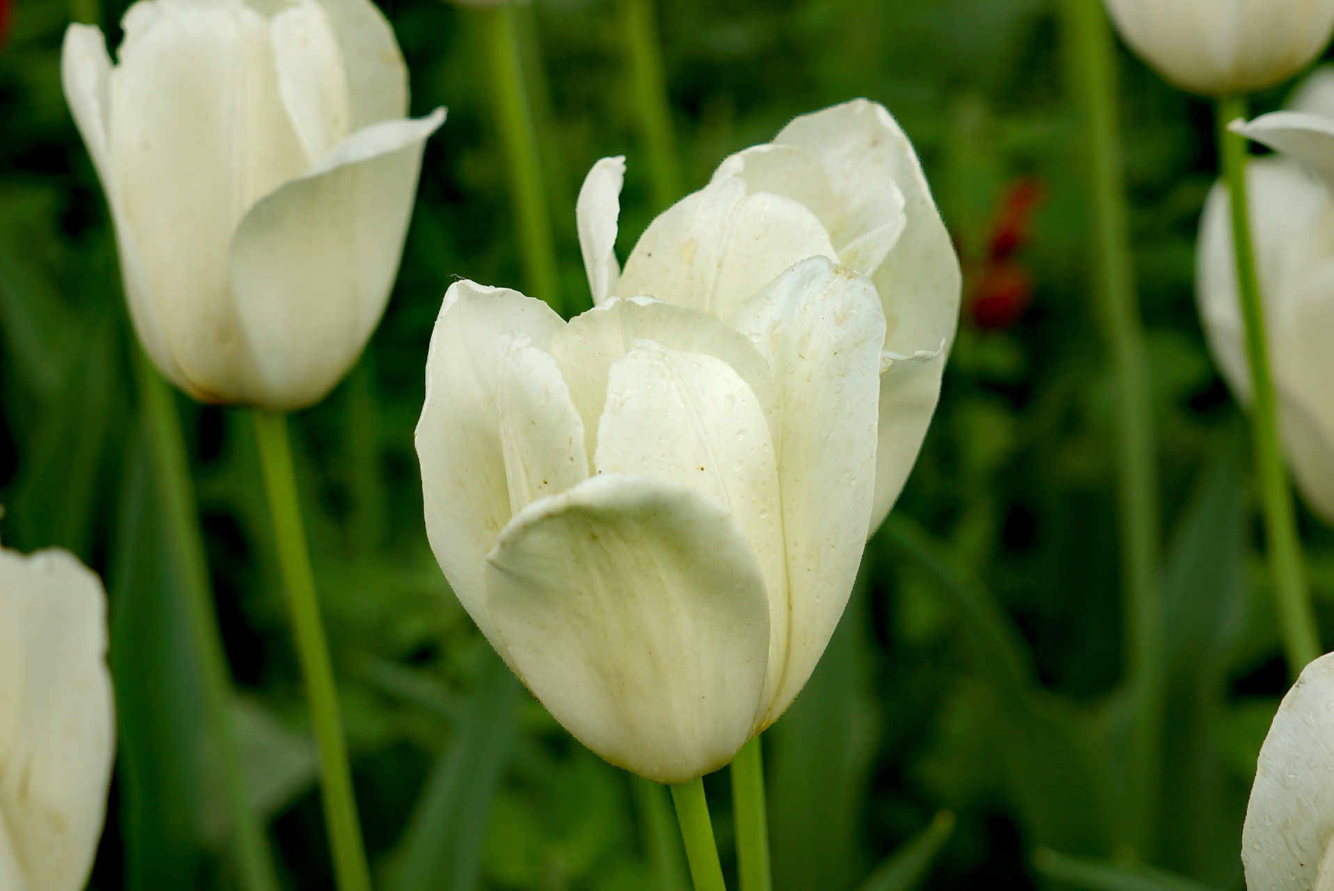 九月动态激励计划# 郁金香——清水  清水花单瓣,杯状,白色,在凉说哪