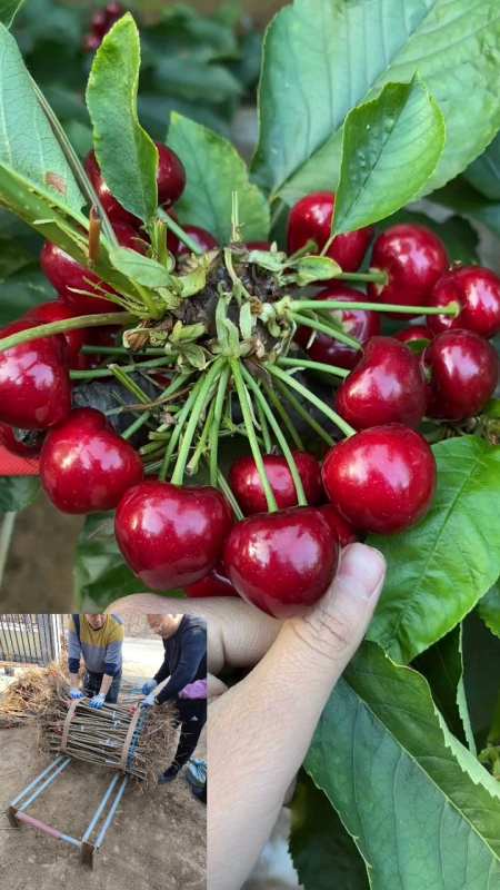 塔玛拉樱桃苗基地哪里有苗卖价格多少钱一颗,在哪里能买到好苗-度小视