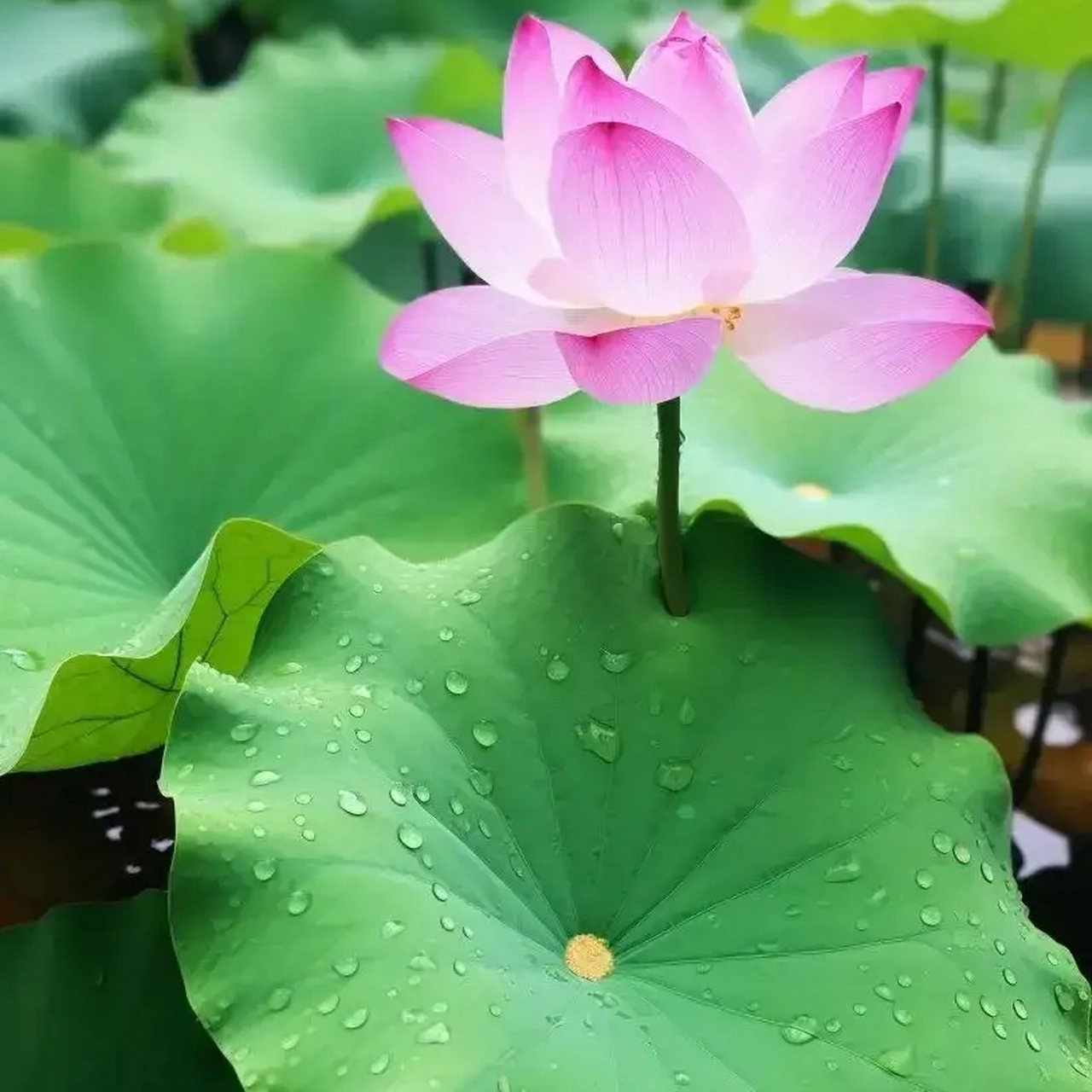 今见和和美美90好运连连90荷花池春风十里91 景色宜人9999