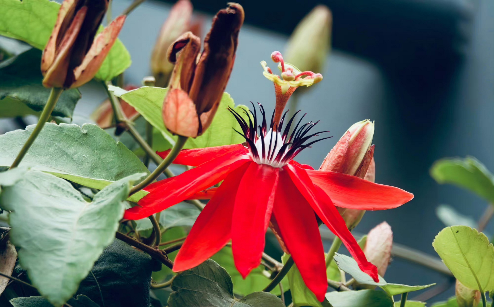 红花西番莲,鲜花盛开红艳艳,别致花形好艳红!竖立状奇特花芯!好美喔!