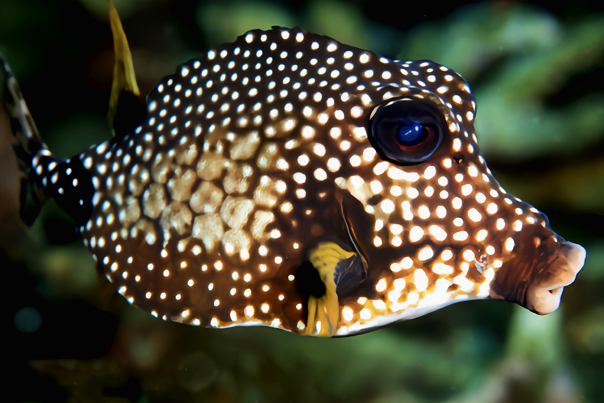 每天认识一种动物——三棱糙身箱鲀 三棱糙身箱鲀原产于大西洋西部