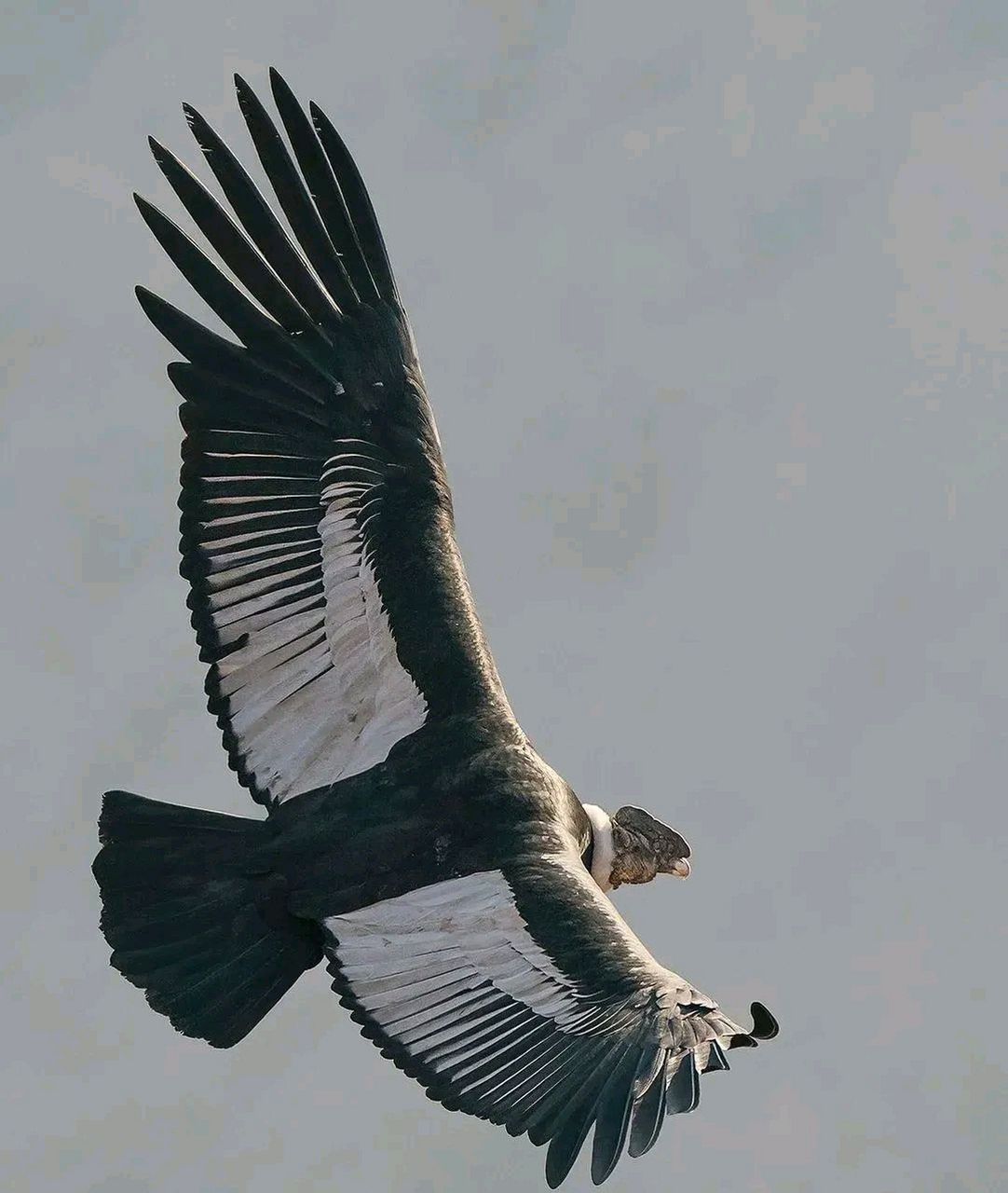 安第斯神鹰是世界上最大的飞鸟.它的羽翼展开最大可达 3.