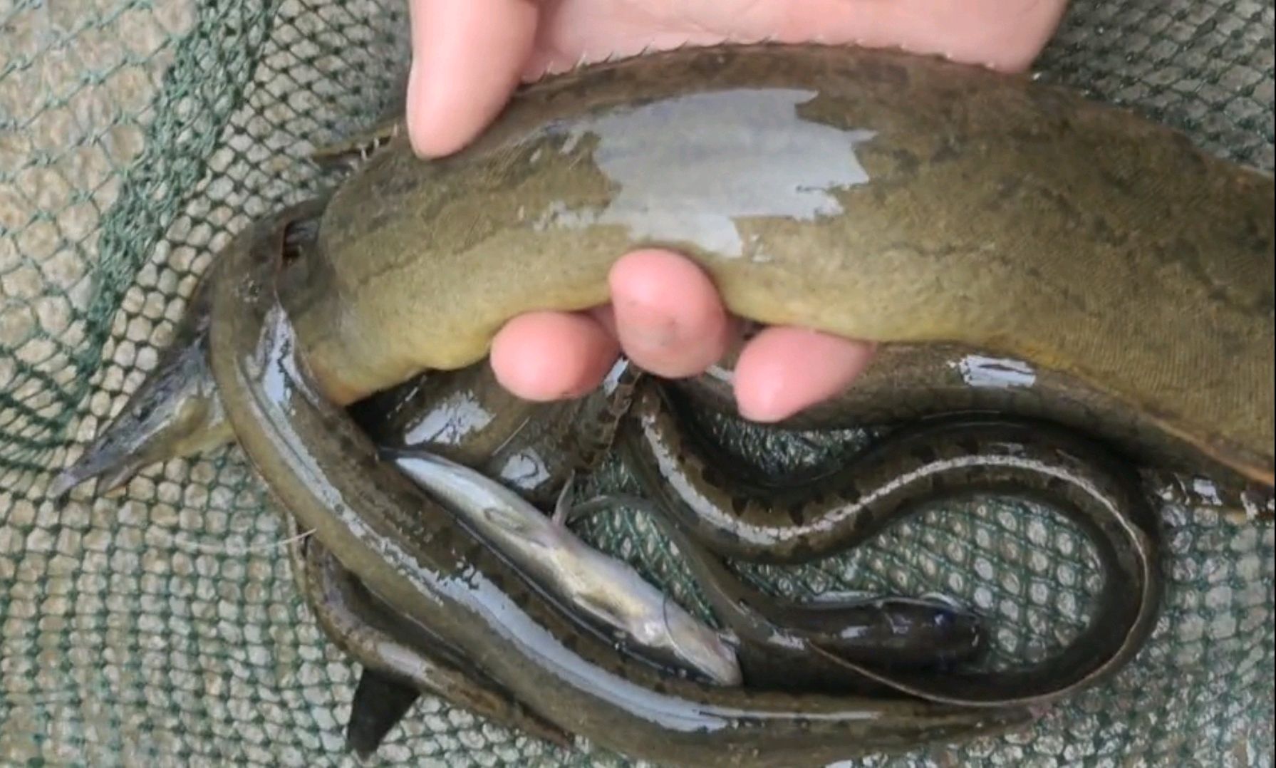 贵州樟江刀鳅鱼"大爆发",有人3小时钓起十几条,大的一斤多
