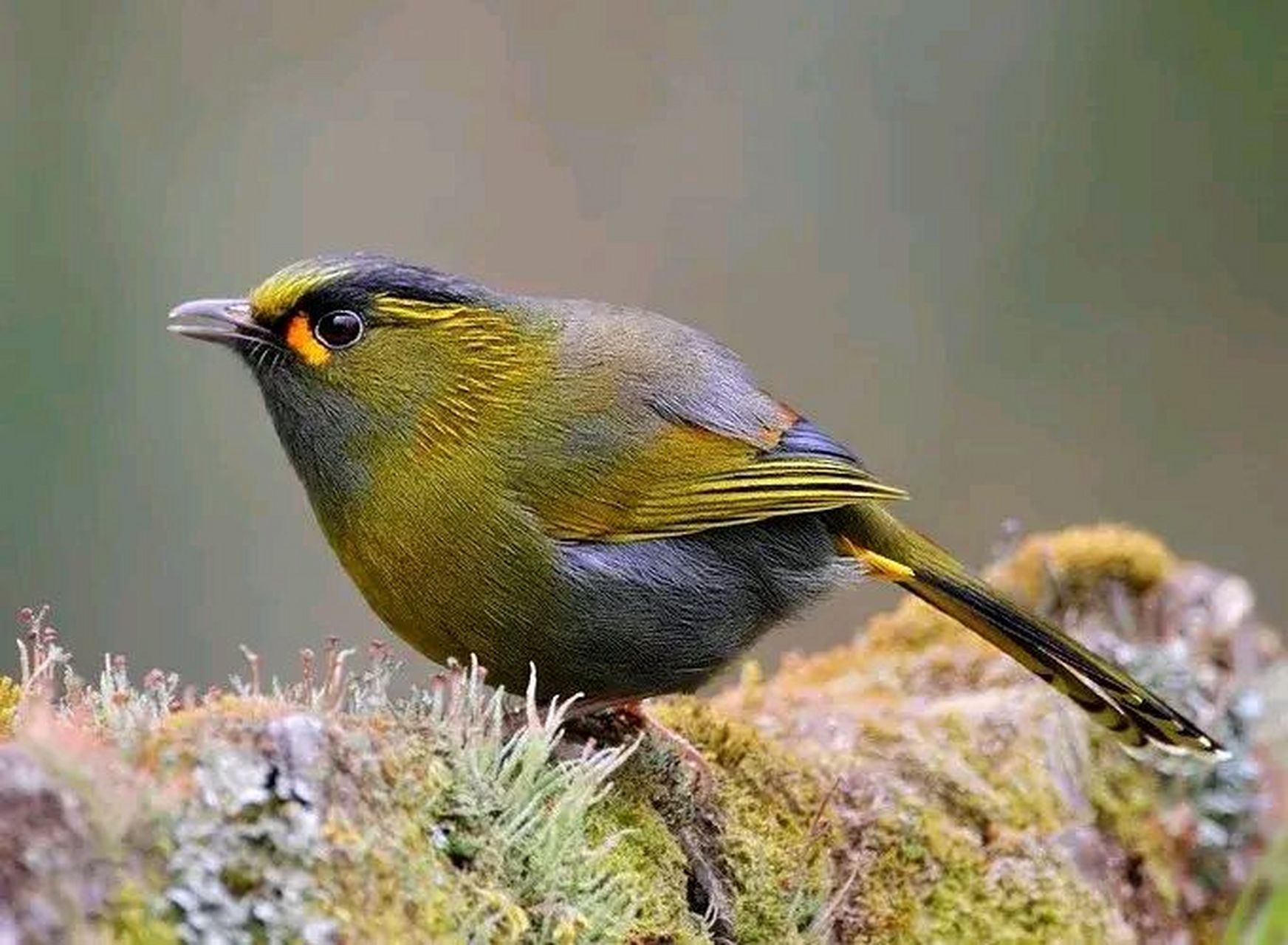 美丽的小鸟和红豆#摄影# #中国美景大赏