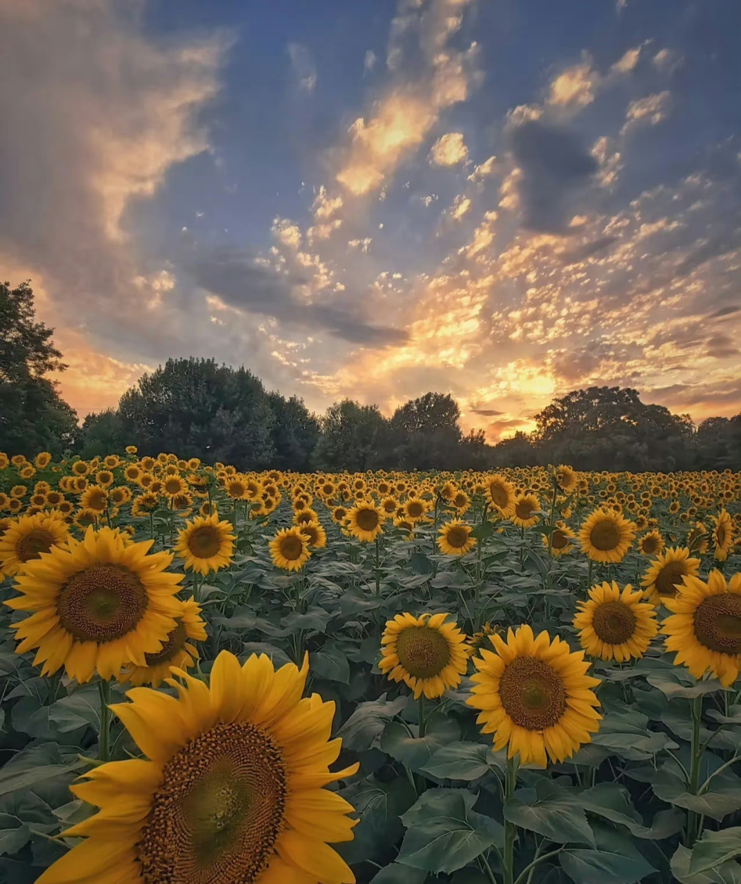 唯美靓丽的风景分享:夕阳下的向日葵!