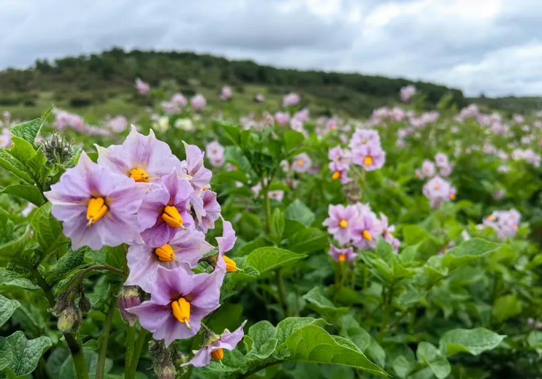 洋芋花图片大全图片