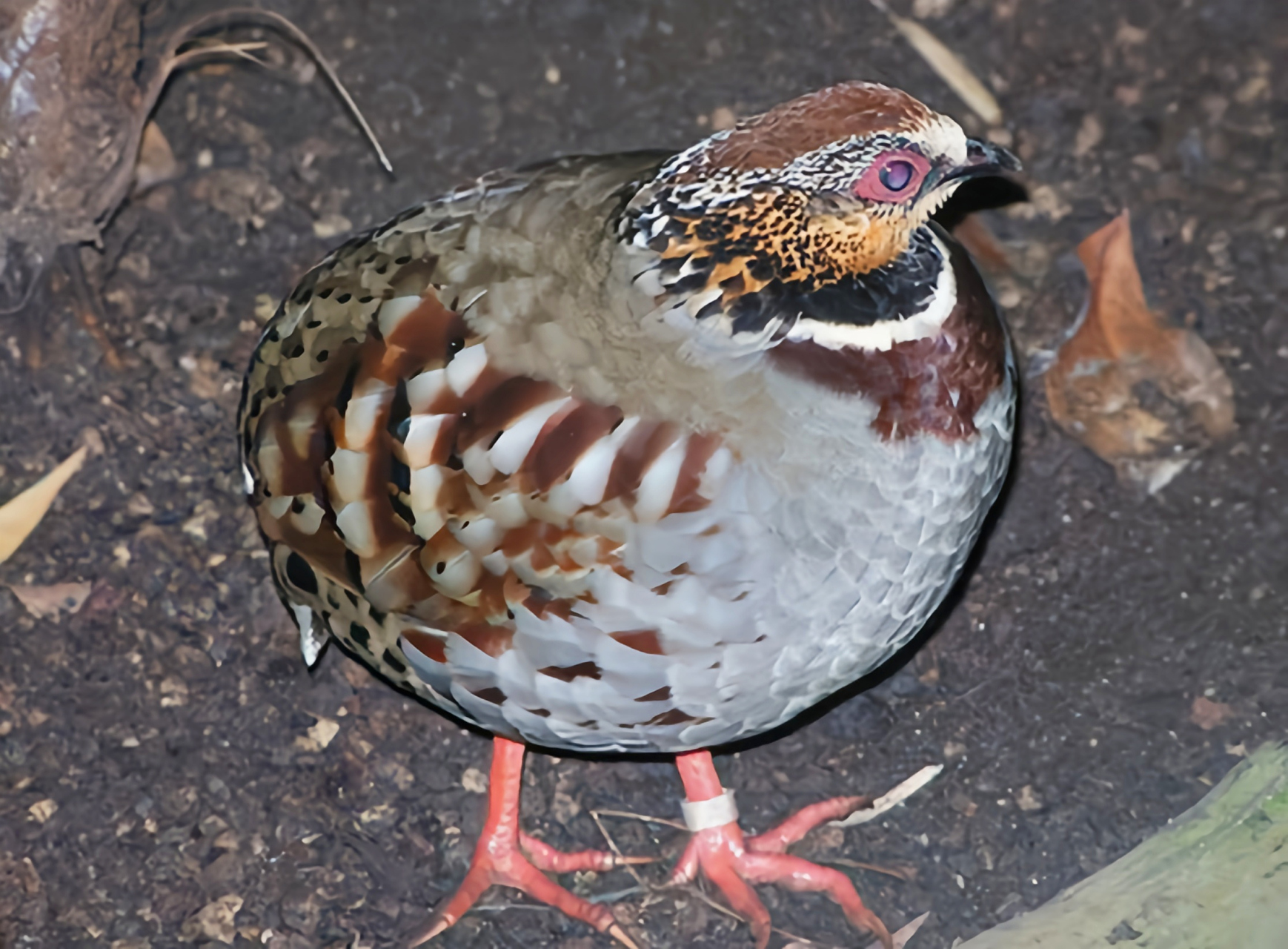 哪些有点"刑"的鸟类——白额山鹧鸪 白额山鹧鸪是我国特有种类,分布