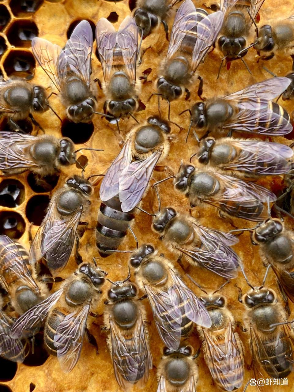 你了解蜜蜂吗?蜜蜂是社会性昆虫,有蜂王,工蜂和雄蜂三种角色.
