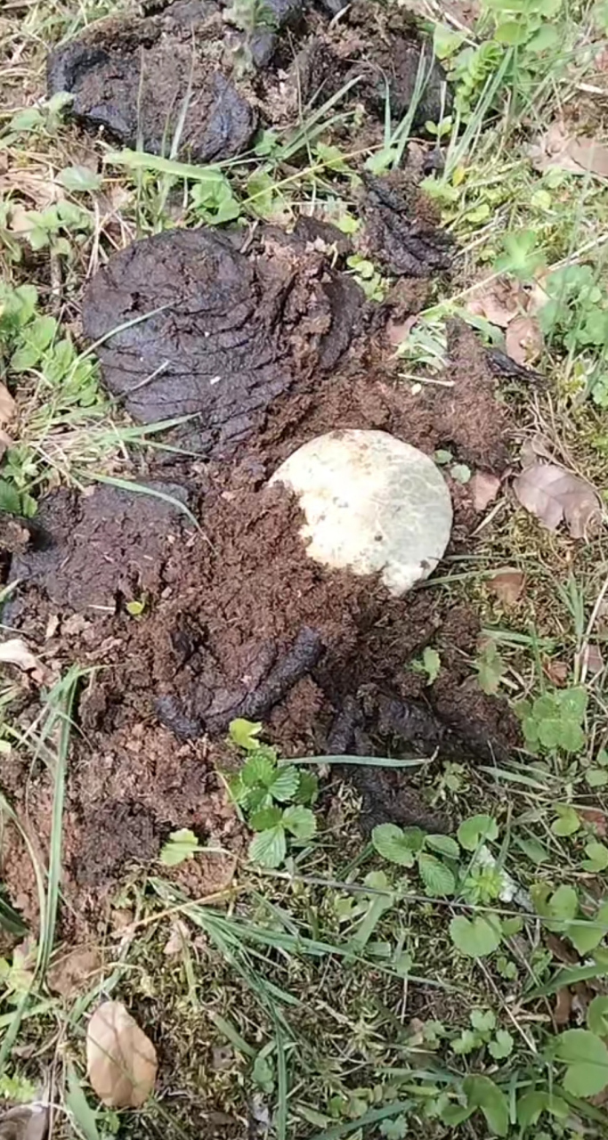 这种长在牛粪旁边的青头菌还能吃么?