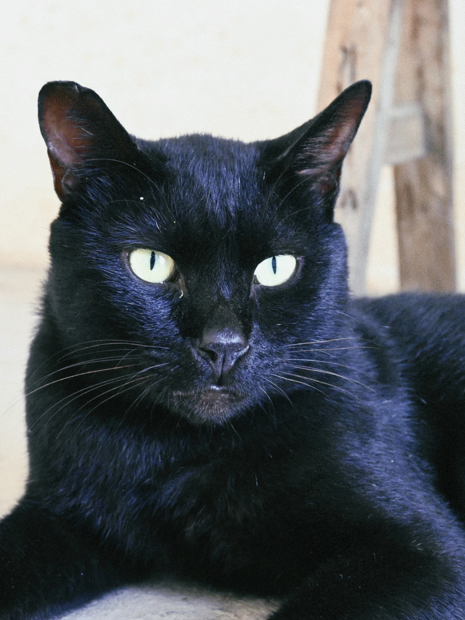 一只黑色猫咪,它油光水滑的,黑得发亮,像煤炭,像黑夜,像小黑豹.