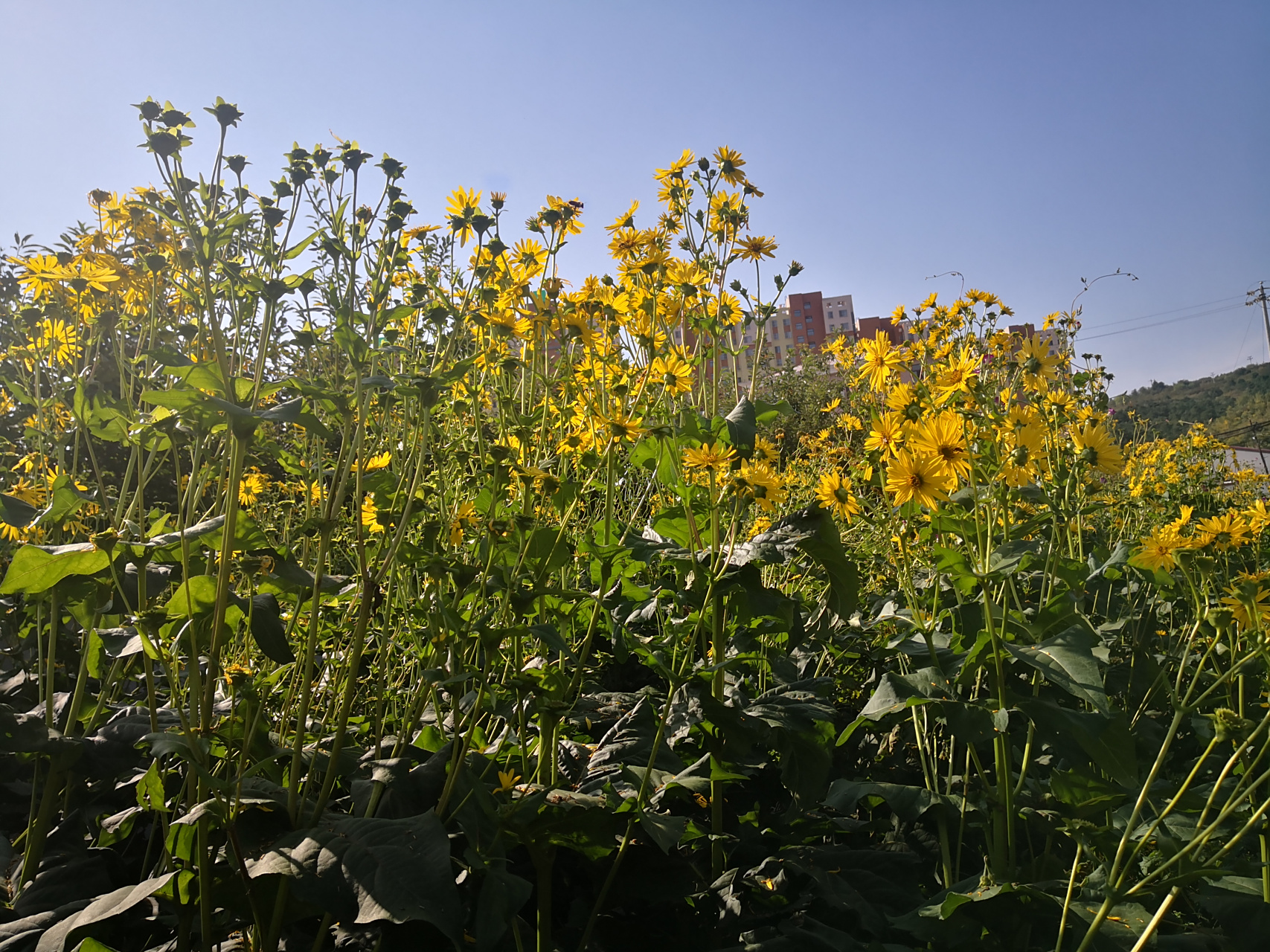 假期vlog大赏# 华夏神菊富含超氧化歧化酶sod