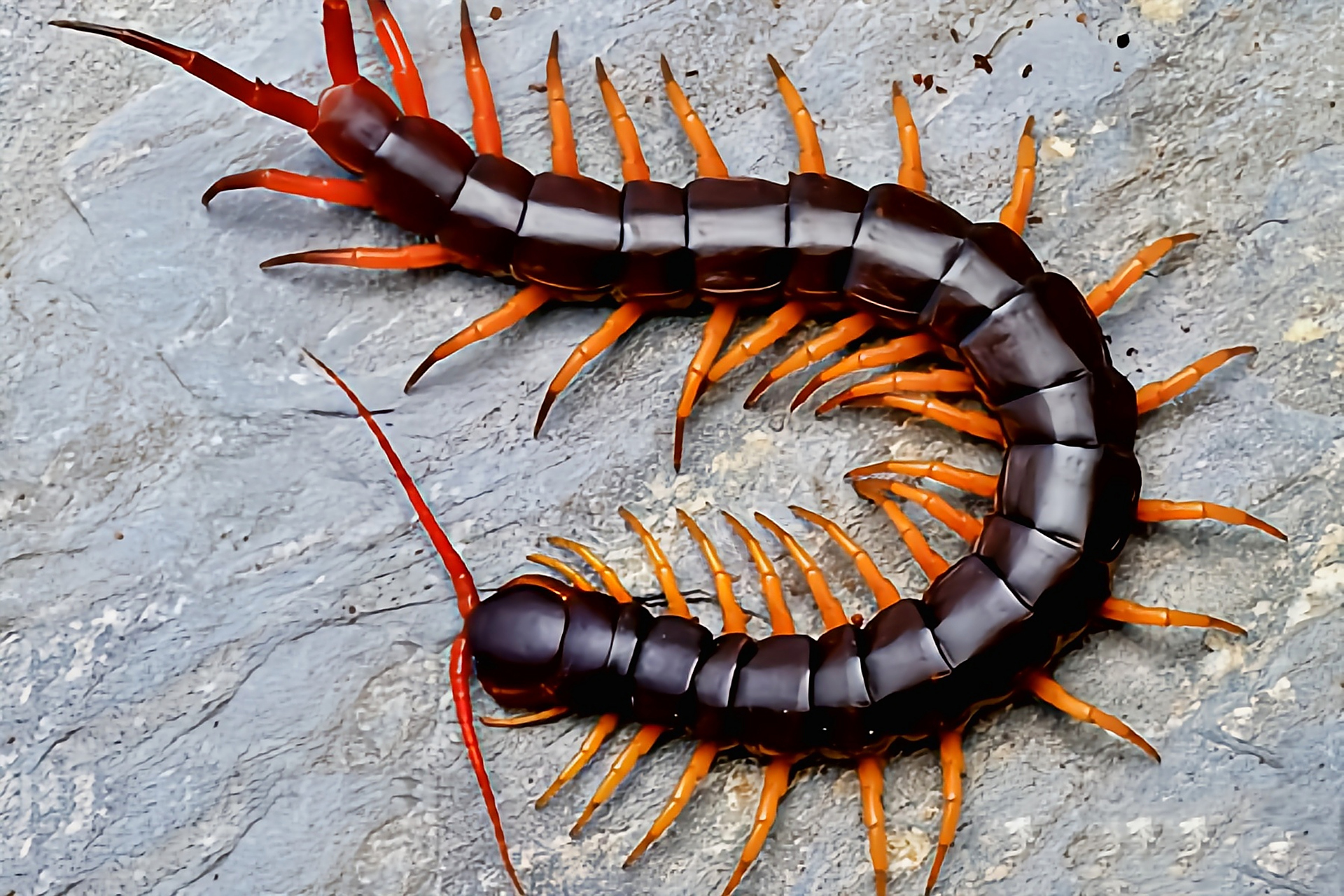 每天认识一种动物——海南间脚蜈蚣 海南间脚蜈蚣别蚣,斑足蜈蚣,橙腿