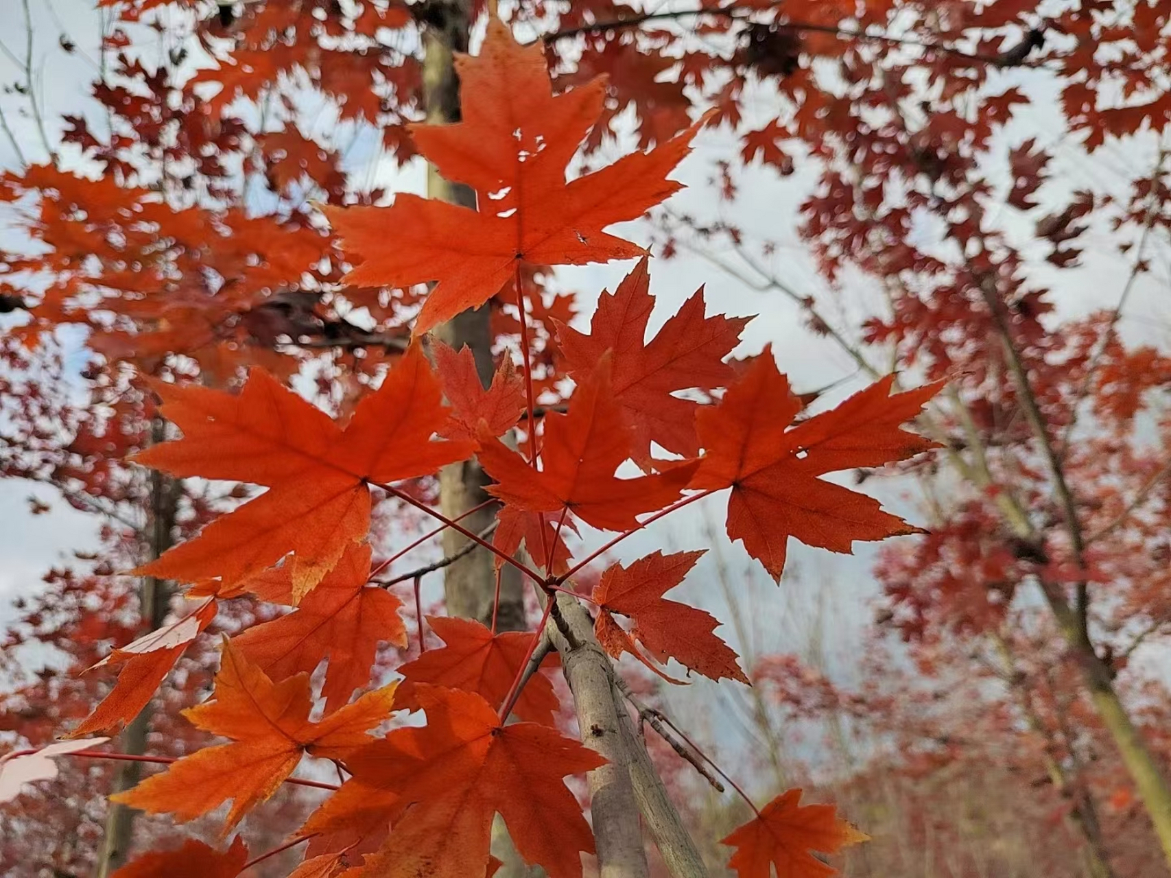 如果深秋有颜色,那一定是枫叶的红,如果深秋有文案,那一定是那句:枫叶