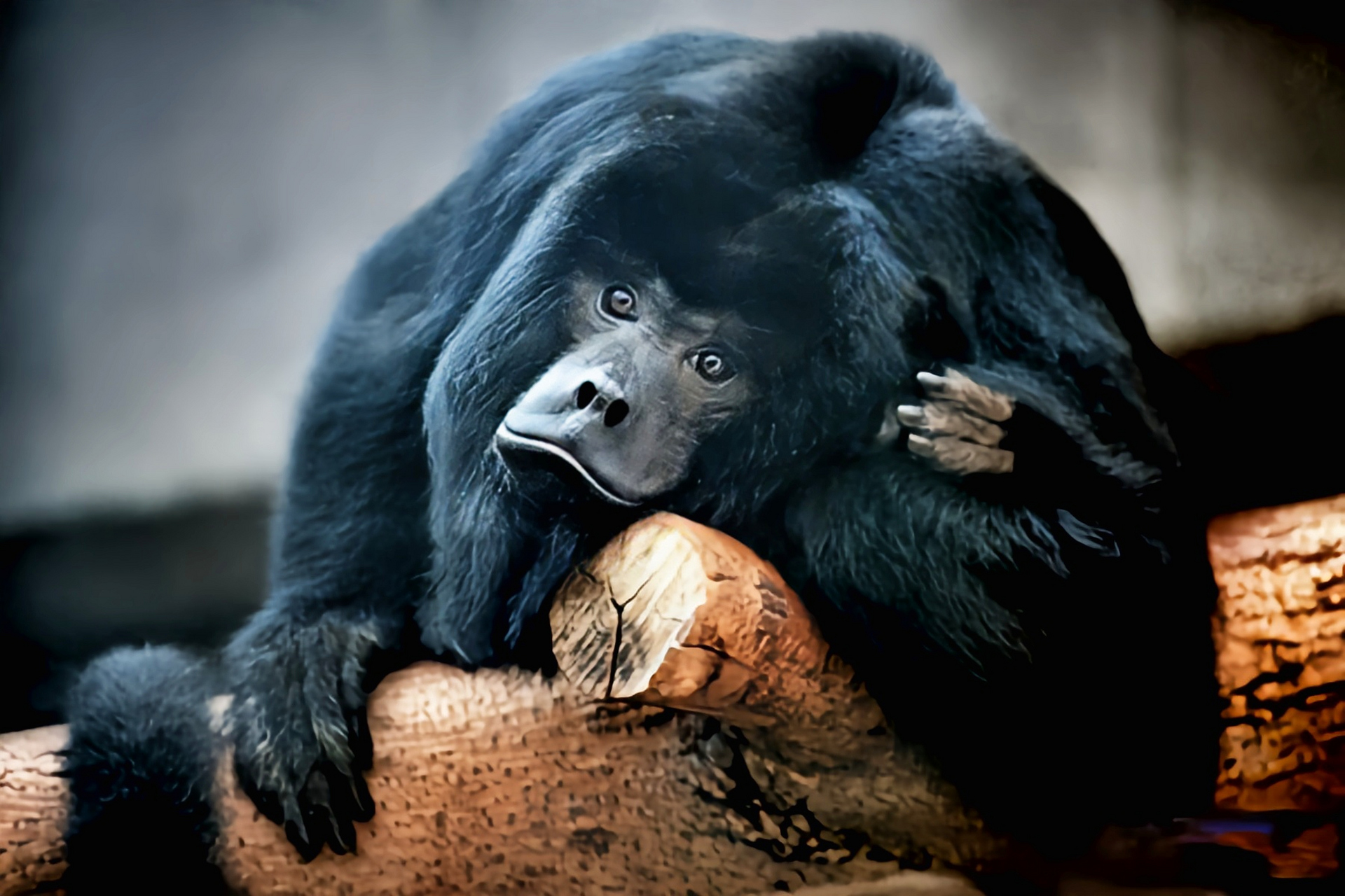 每天认识一种动物——黑吼猴 黑吼猴 灵长目,蛛猴科动物,生活于南美洲