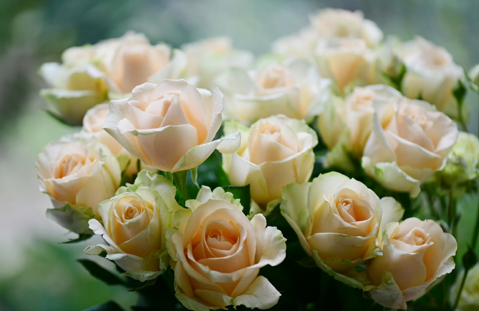 收到月季鲜切"蜜桃雪山",这个颜色好喜欢. #金秋健康过