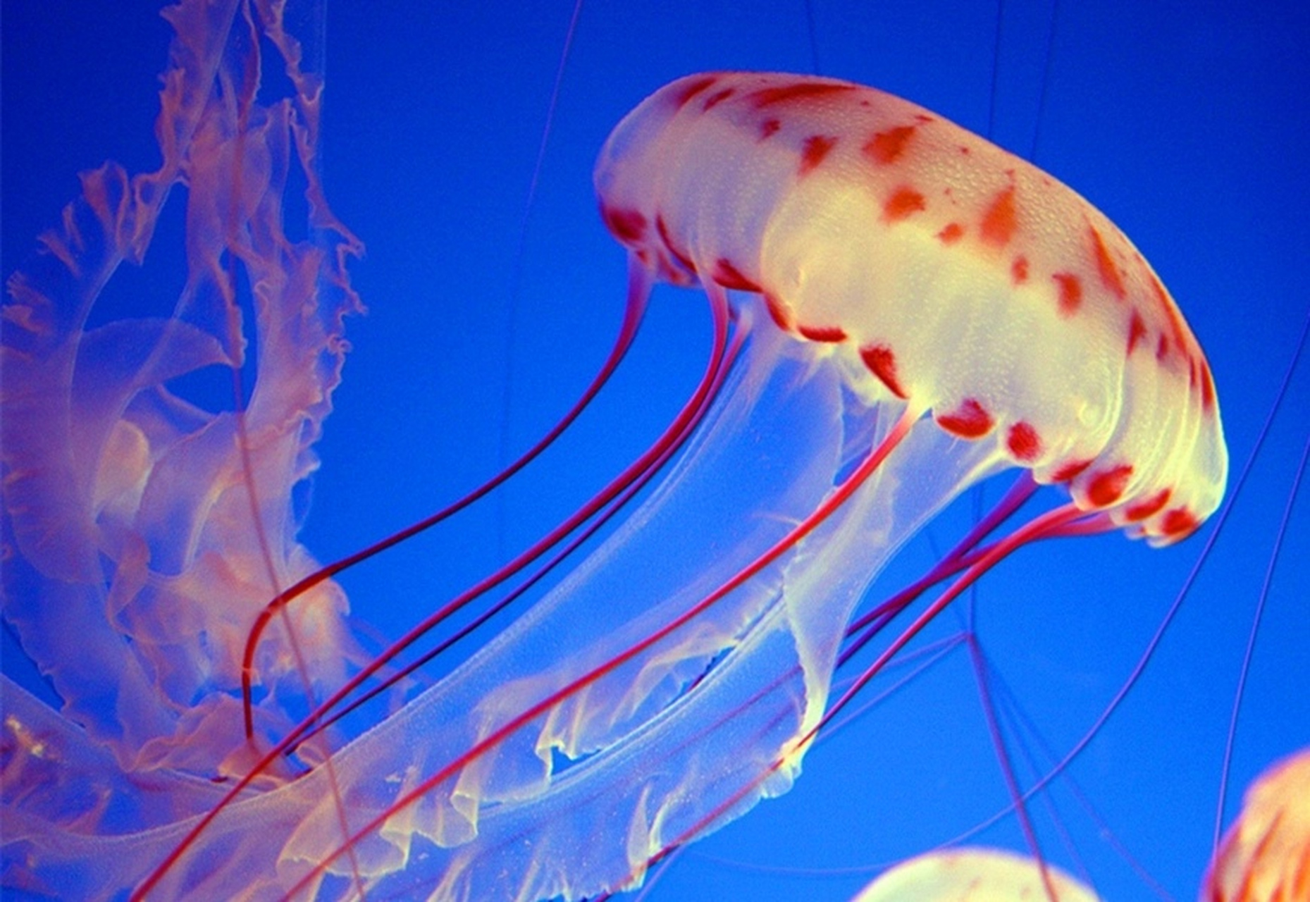 世界上"最长"的生物:管水母,45米 #搞笑# #大自然