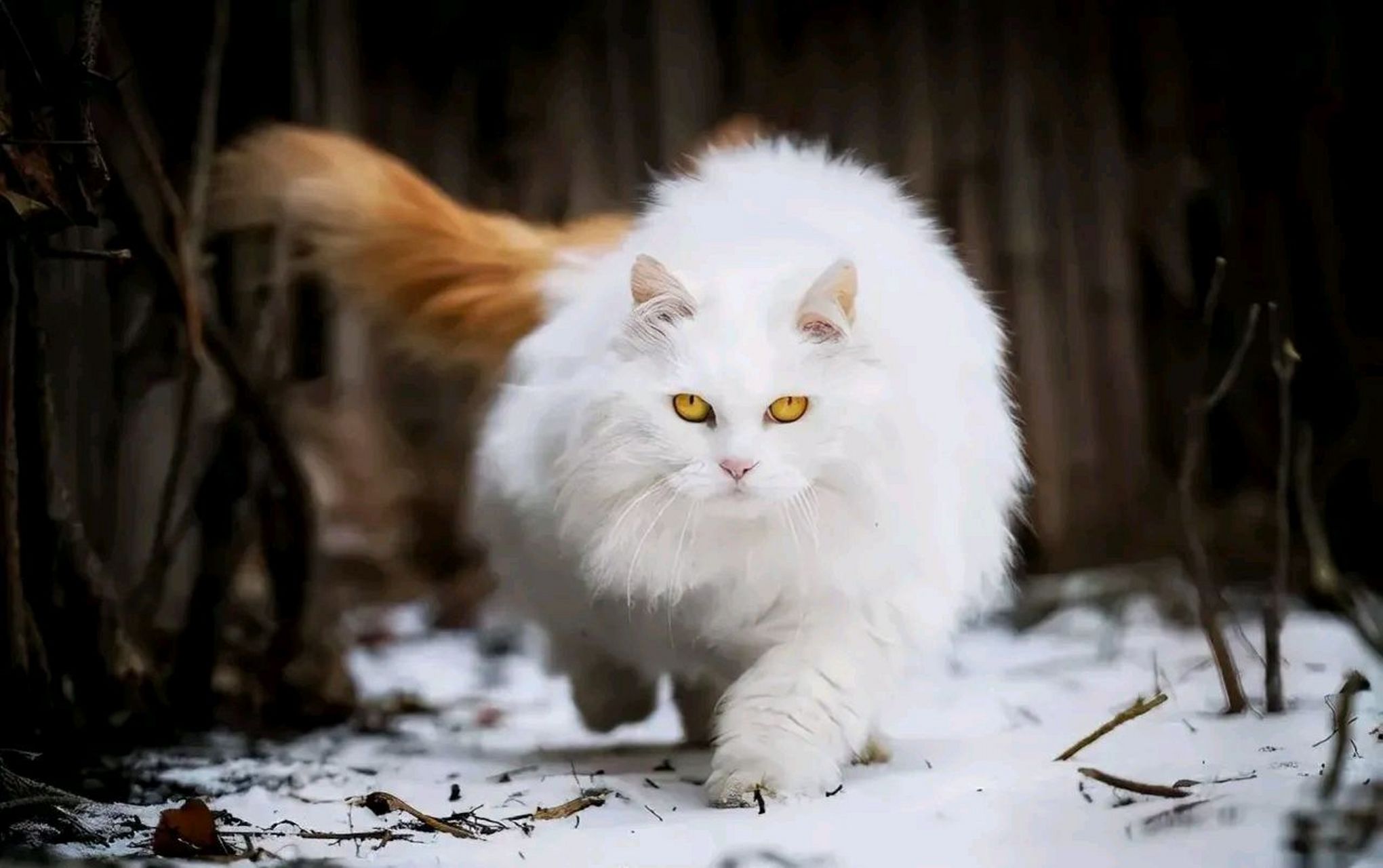 昨天,猫妈45沉寂了许久,终于又出来了,并且,还发了一篇向别人道歉的