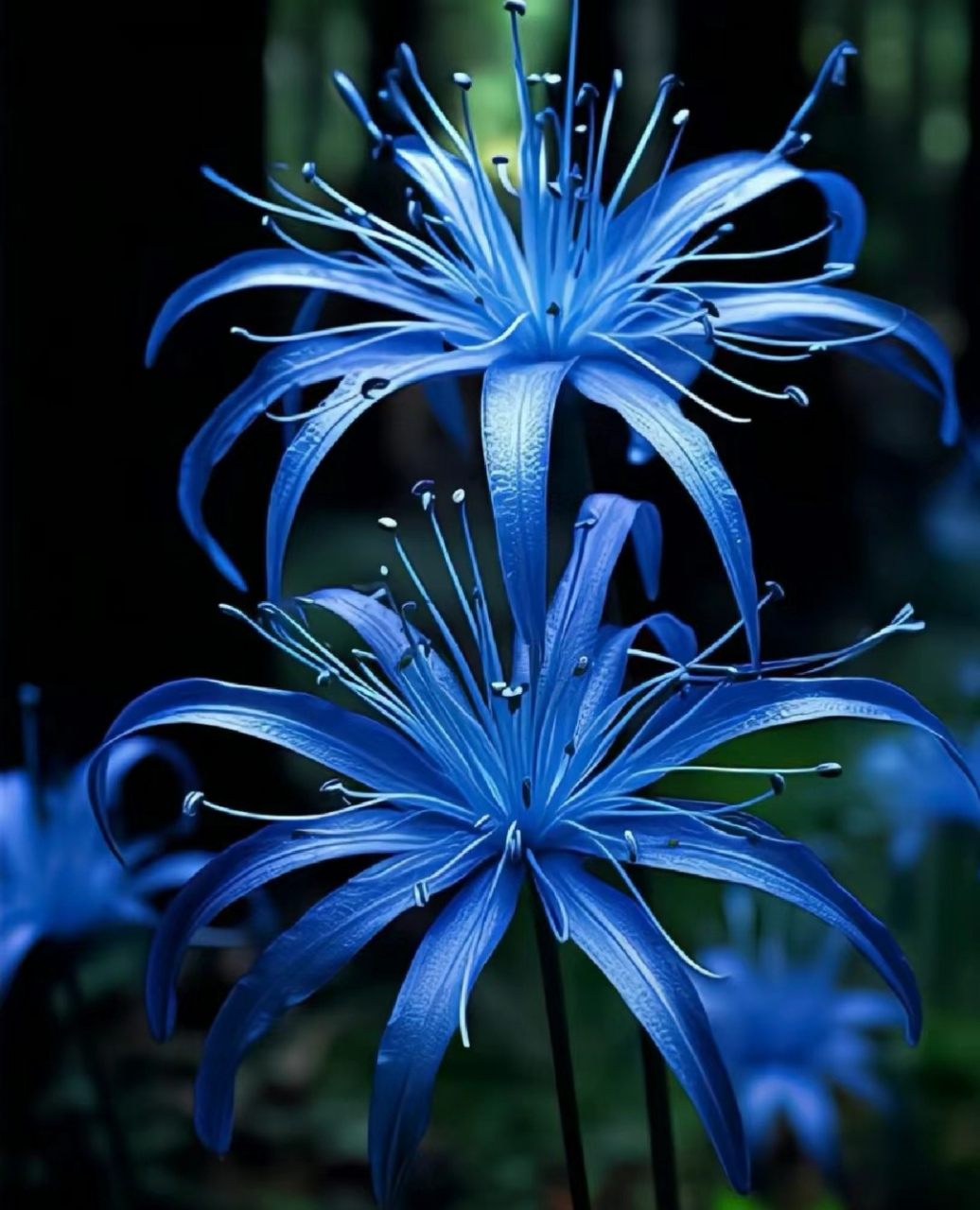 你知道蓝色彼岸花的花语吗#蓝色彼岸花