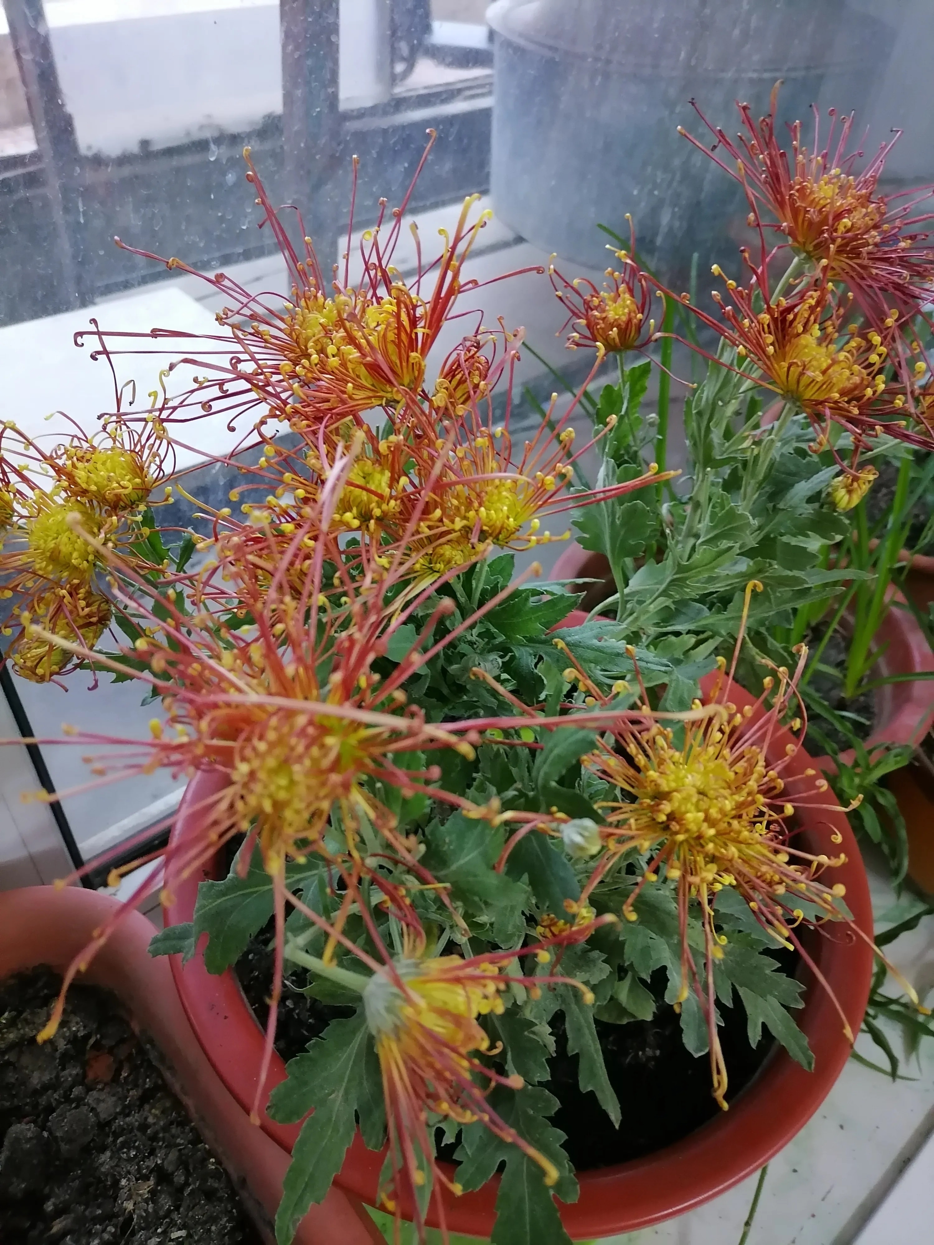 昨天晚上闺蜜来家里玩儿看见我养的菊花很生气问我为什么还要养菊花