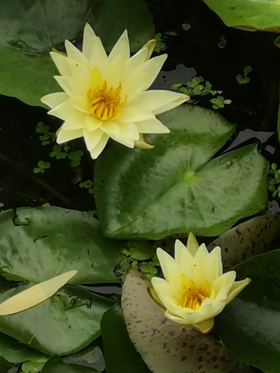 初秋北京护城河里的荷花 "生如夏花之绚烂, 死如秋叶之静美.