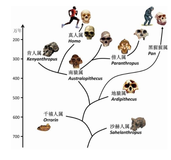 猴子进化成人类的过程