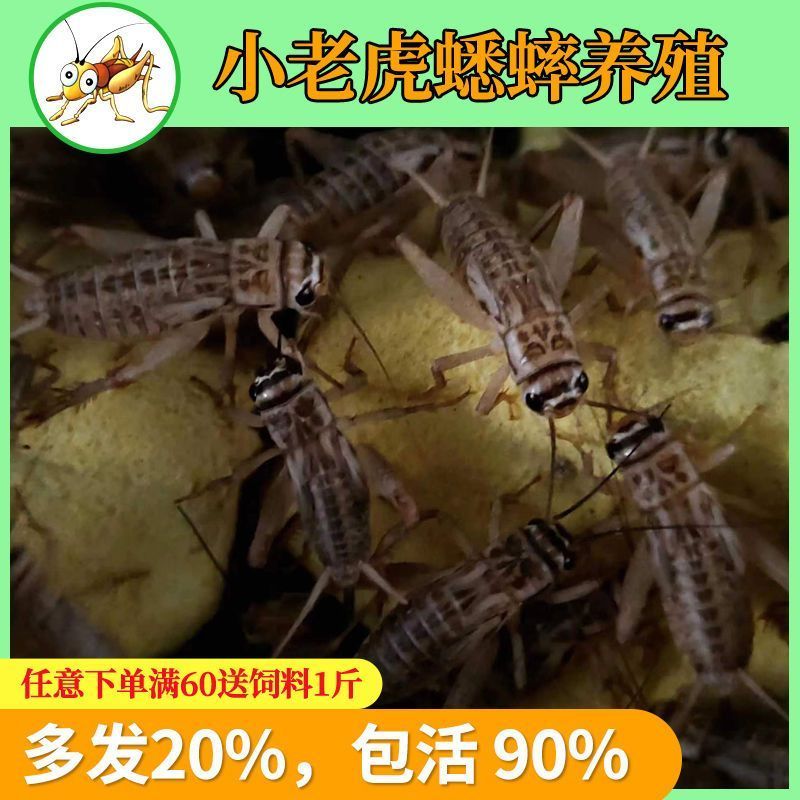 蟋蟀的耳朵长在哪里呢?原来长在这儿!