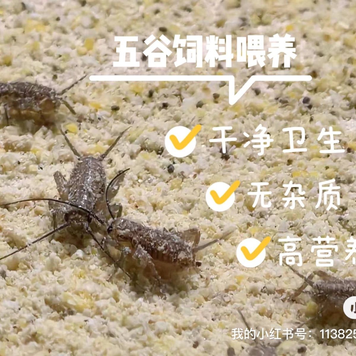 蟋蟀的耳朵长在哪里呢?原来长在这儿!