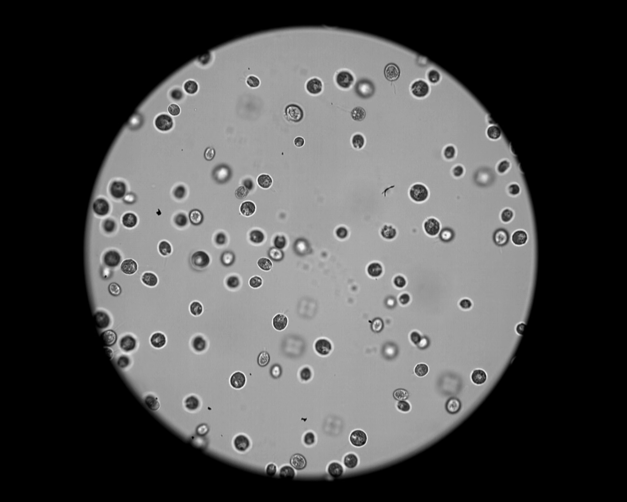 应用案例|深视智能mini系列高速摄像机观测细菌鞭毛游动