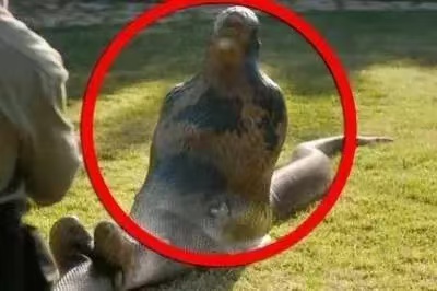 印尼蟒蛇吞人,家属怒砍蟒蛇报仇