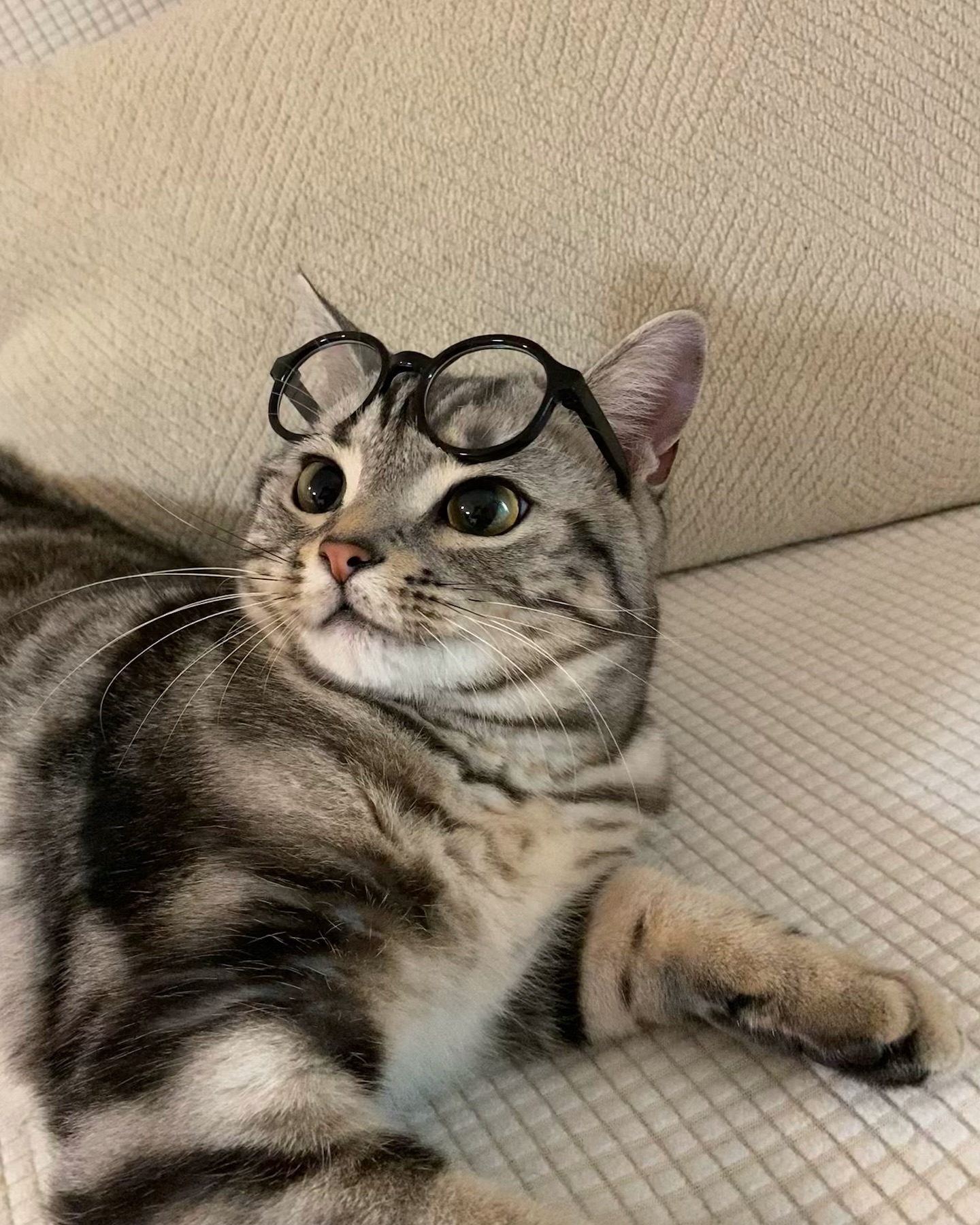 猫咪歪头三重奏这萌萌的歪头杀到底在说啥?