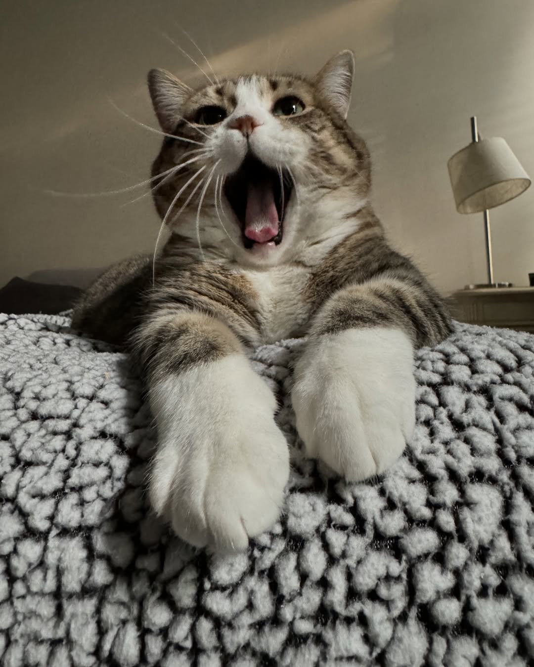 猫看久了会发现一个特别细小但又很上头的动作它会突然伸出舌头
