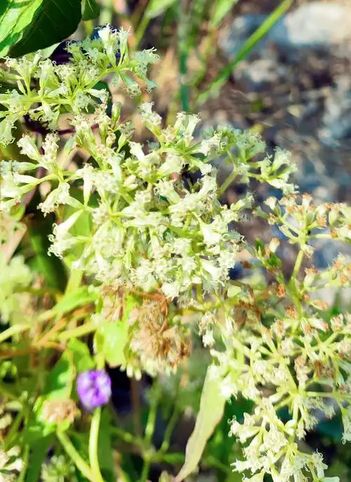 薇甘菊入侵记:中国生态防线遭遇"绿色杀手",遇入侵物种该咋办