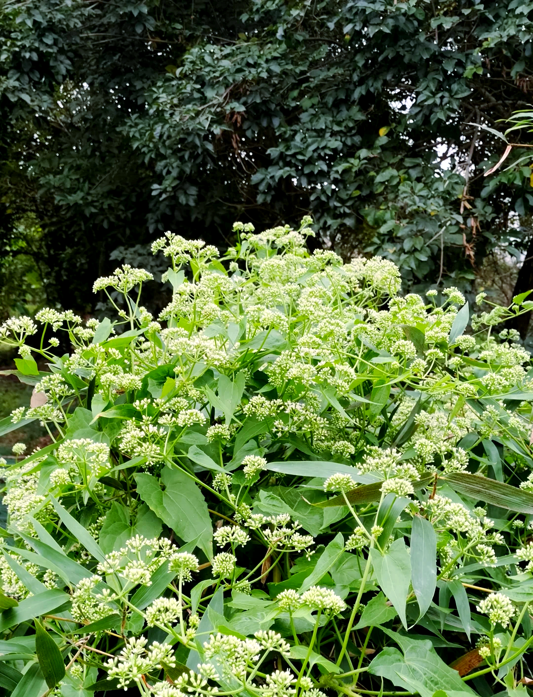 薇甘菊入侵记:中国生态防线遭遇"绿色杀手",遇入侵物种该咋办