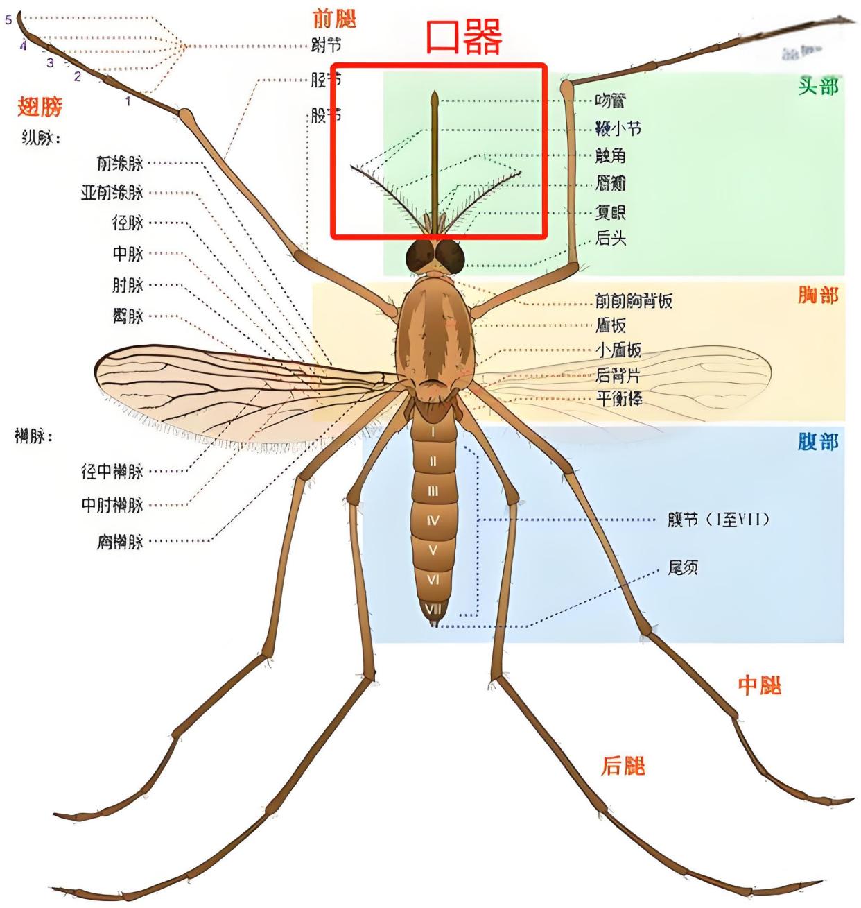 蚊子有牙齿吗?登革热季节警报,或将引发生物界巨大变革